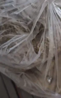 گندم