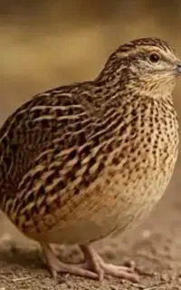 بلدرچین نرو ماده
