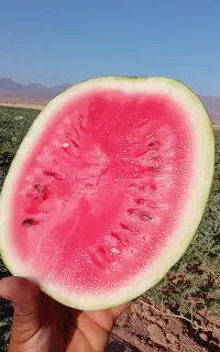 هندوانه خوش قالب