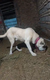 سگ نگهبان وگله ای