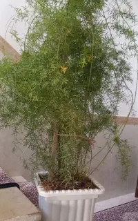 گل زیبا وخاص