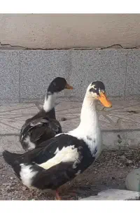اردک ۶ ماهه