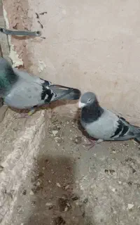 کبوتر