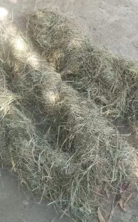 علف گیاه خشک