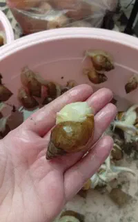 حلزون آلبینو درمانی
