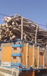 خریدو فروش درخت چوب کنده