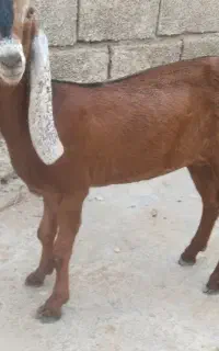 فروشی بزغاله ماده پنجاب