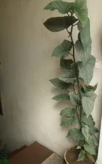 گل شمعدانی
