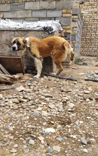 سگ گله‌ای