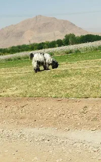 بره‌چاق‌مناسب‌کشتار