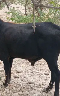 گاو خوب وعالی یک عدد گوساله نر