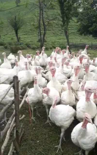 بوقلمون تخمگذار