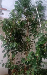 گل وگیاه اپارتمانی