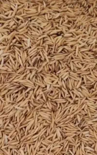 بذر شالی فجر سوزنی