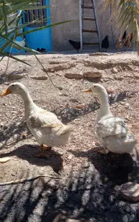 اردک وخروس
