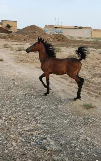 کره مادیون