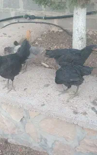 تعداد ۶ عدد مرغ محلی تخمذگزار