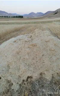 سلام کاه نرم و سفید کردستان