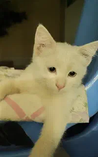 گمشده بچه گربه ۵ماهه dlh