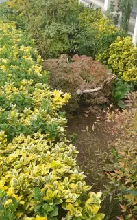 علف تراشی با دستگاه نو