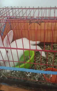خرگوش با قفس