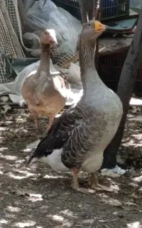 دوتا قوغاز ماده