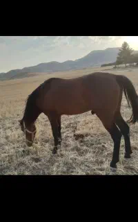 خرید و فروش اسب پالونی