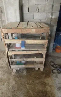 قفس کبوتر
