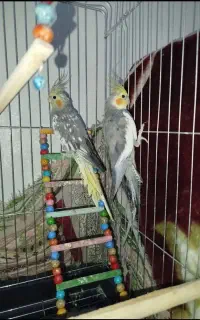 عروس هلندی
