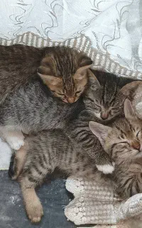 واگذاری بچه گربه