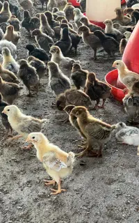 فروش جوجه ۲۳ روزه