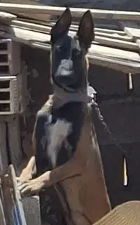 گمشده