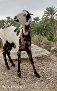 گتاچ پنجاپ معاوضه با بز آبستن