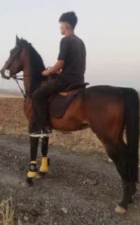 نریان کورد سواری شده آرام