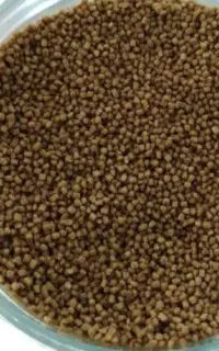 غذای ماهیان زینتی