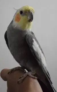 ۲ عدد عروس هلندی گمشده