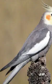 عروس هلندی