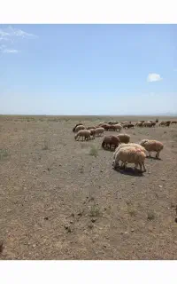 ۷ راس بره ماده افشاری