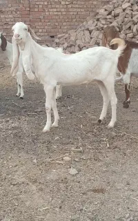 بز گلابی