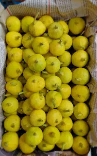 انجیر درجه یک