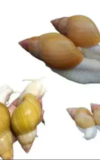حلزون