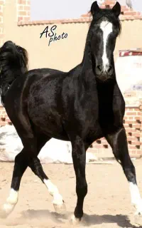 اسب نریان ۶سال