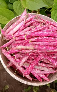 لوبیا چیتی