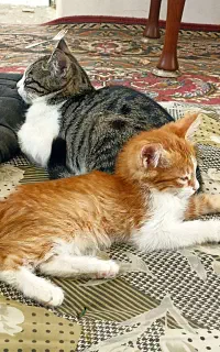 واگذاری رایگان بچه گربه سه ماهه و چهارماهه