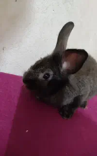 بچه خرگوش