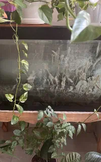 آکواریوم