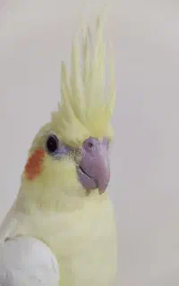 عروس هلندی 3 ماهه