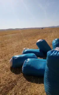 کاه دیم گندم