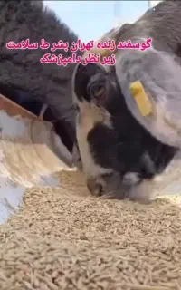 گوسفند سبک وسنگین برای کشتار زنده
