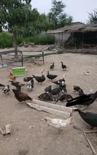 اردک اسرائیلی  اردک خارجی